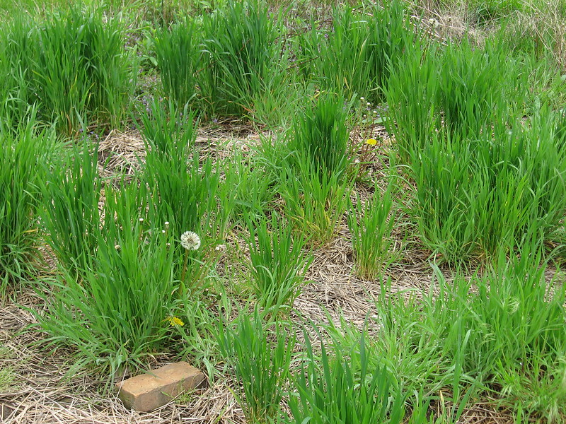 3 Common Lawn Problems That May Require Professional Lawn Care