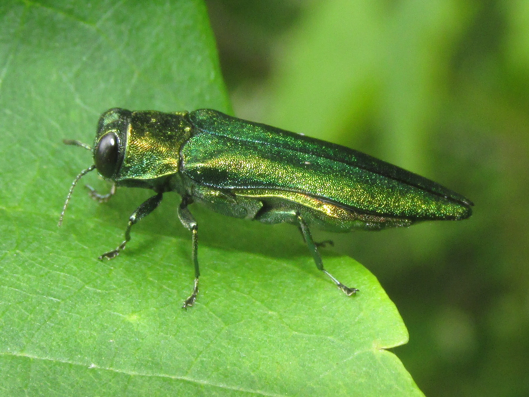 5 Signs of Emerald Ash Borer Damage