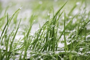 Snow Mold Info