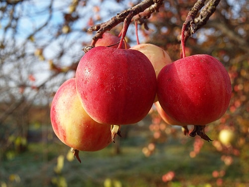 apple scab treatment