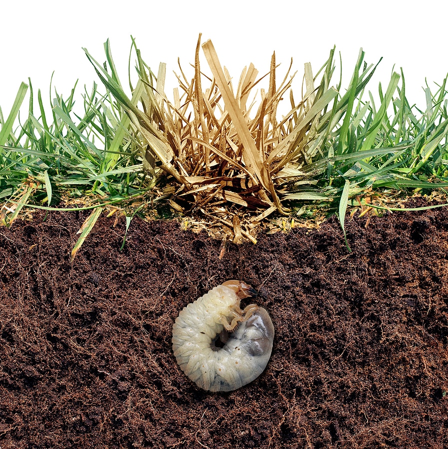 How Do I Know If I Have Grubs In My Lawn?