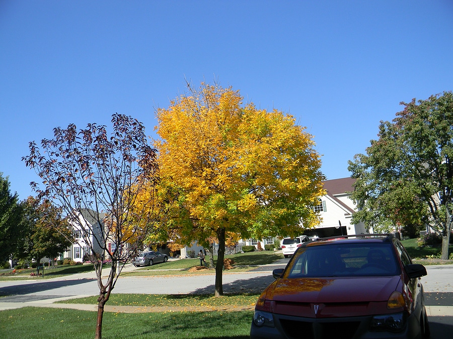 3 FAQs About the Emerald Ash Borer