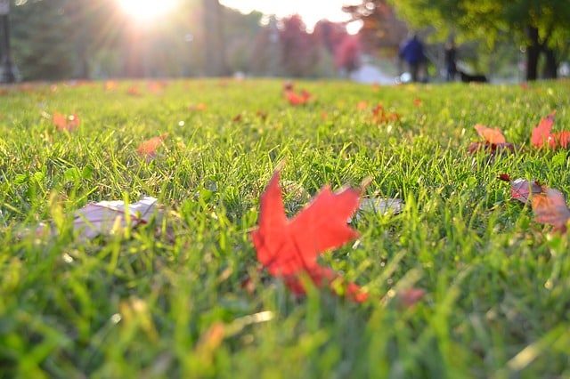 Fall Lawn Fertilizer