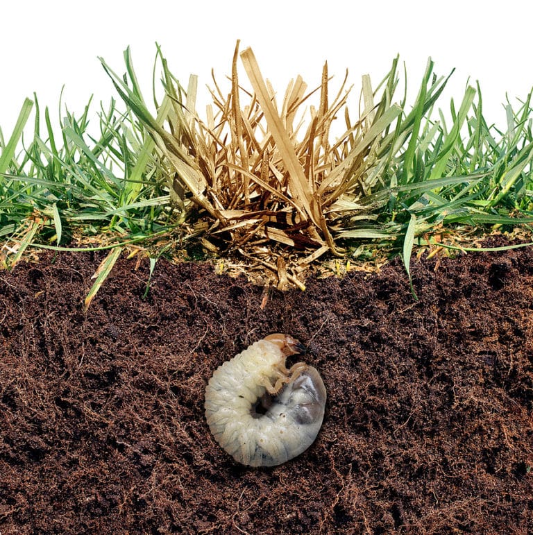 Learn How to Know If You Have Grubs in Your Lawn